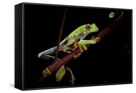 Agalychnis Callidryas (Red-Eyed Treefrog)-Paul Starosta-Framed Stretched Canvas