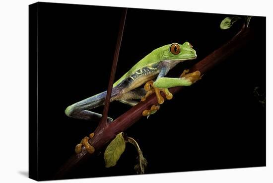 Agalychnis Callidryas (Red-Eyed Treefrog)-Paul Starosta-Stretched Canvas