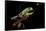 Agalychnis Callidryas (Red-Eyed Treefrog)-Paul Starosta-Framed Stretched Canvas