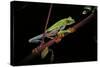 Agalychnis Callidryas (Red-Eyed Treefrog)-Paul Starosta-Stretched Canvas