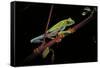 Agalychnis Callidryas (Red-Eyed Treefrog)-Paul Starosta-Framed Stretched Canvas