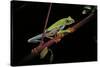 Agalychnis Callidryas (Red-Eyed Treefrog)-Paul Starosta-Stretched Canvas