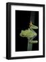 Agalychnis Callidryas (Red-Eyed Treefrog)-Paul Starosta-Framed Photographic Print