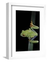 Agalychnis Callidryas (Red-Eyed Treefrog)-Paul Starosta-Framed Photographic Print