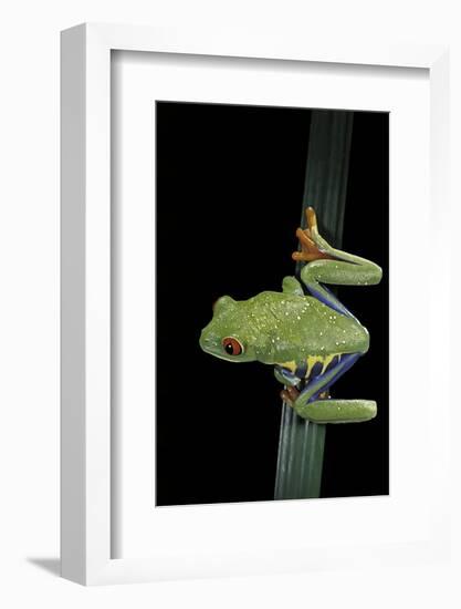 Agalychnis Callidryas (Red-Eyed Treefrog)-Paul Starosta-Framed Photographic Print