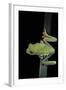 Agalychnis Callidryas (Red-Eyed Treefrog)-Paul Starosta-Framed Photographic Print