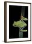 Agalychnis Callidryas (Red-Eyed Treefrog)-Paul Starosta-Framed Photographic Print