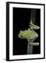 Agalychnis Callidryas (Red-Eyed Treefrog)-Paul Starosta-Framed Photographic Print