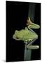 Agalychnis Callidryas (Red-Eyed Treefrog)-Paul Starosta-Mounted Photographic Print