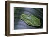 Agalychnis Callidryas (Red-Eyed Treefrog)-Paul Starosta-Framed Photographic Print