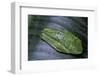 Agalychnis Callidryas (Red-Eyed Treefrog)-Paul Starosta-Framed Photographic Print