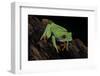 Agalychnis Callidryas (Red-Eyed Treefrog)-Paul Starosta-Framed Photographic Print