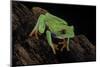 Agalychnis Callidryas (Red-Eyed Treefrog)-Paul Starosta-Mounted Photographic Print