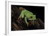 Agalychnis Callidryas (Red-Eyed Treefrog)-Paul Starosta-Framed Photographic Print