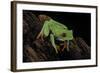 Agalychnis Callidryas (Red-Eyed Treefrog)-Paul Starosta-Framed Photographic Print