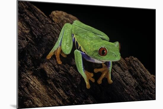 Agalychnis Callidryas (Red-Eyed Treefrog)-Paul Starosta-Mounted Photographic Print