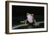 Agalychnis Callidryas (Red-Eyed Treefrog)-Paul Starosta-Framed Photographic Print