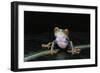 Agalychnis Callidryas (Red-Eyed Treefrog)-Paul Starosta-Framed Photographic Print