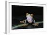 Agalychnis Callidryas (Red-Eyed Treefrog)-Paul Starosta-Framed Photographic Print