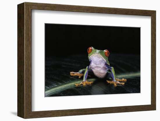 Agalychnis Callidryas (Red-Eyed Treefrog)-Paul Starosta-Framed Photographic Print