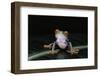 Agalychnis Callidryas (Red-Eyed Treefrog)-Paul Starosta-Framed Photographic Print