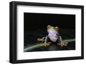 Agalychnis Callidryas (Red-Eyed Treefrog)-Paul Starosta-Framed Photographic Print