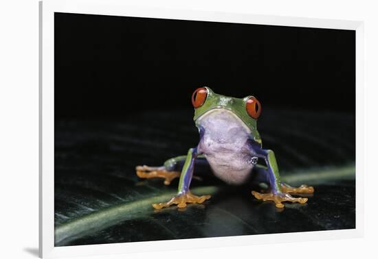 Agalychnis Callidryas (Red-Eyed Treefrog)-Paul Starosta-Framed Photographic Print