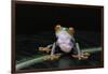 Agalychnis Callidryas (Red-Eyed Treefrog)-Paul Starosta-Framed Photographic Print