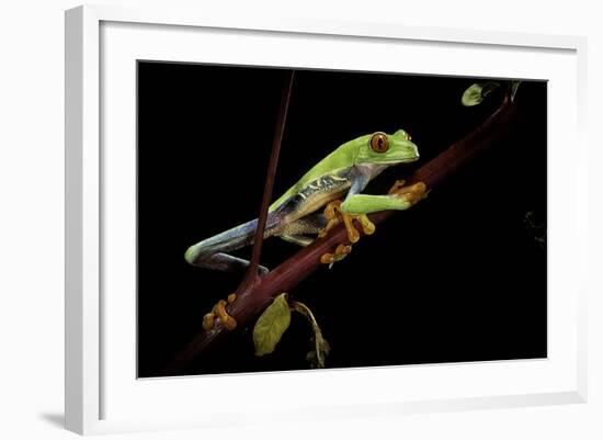 Agalychnis Callidryas (Red-Eyed Treefrog)-Paul Starosta-Framed Photographic Print