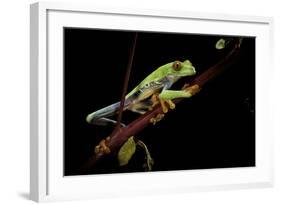 Agalychnis Callidryas (Red-Eyed Treefrog)-Paul Starosta-Framed Photographic Print