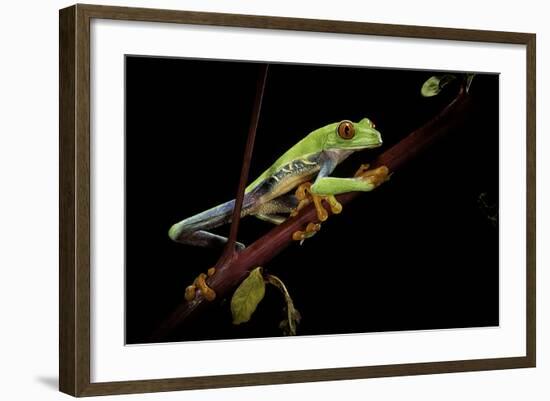 Agalychnis Callidryas (Red-Eyed Treefrog)-Paul Starosta-Framed Photographic Print