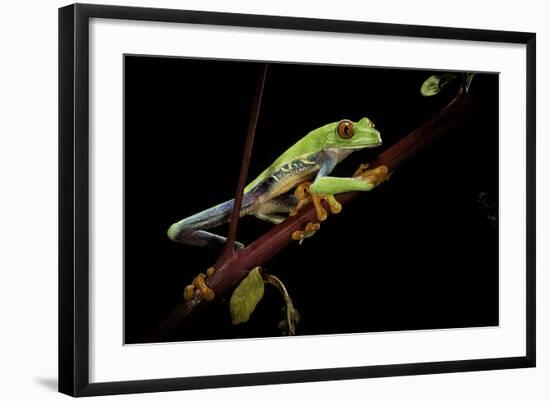 Agalychnis Callidryas (Red-Eyed Treefrog)-Paul Starosta-Framed Photographic Print