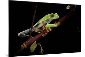 Agalychnis Callidryas (Red-Eyed Treefrog)-Paul Starosta-Mounted Photographic Print