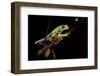 Agalychnis Callidryas (Red-Eyed Treefrog)-Paul Starosta-Framed Photographic Print