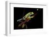 Agalychnis Callidryas (Red-Eyed Treefrog)-Paul Starosta-Framed Photographic Print