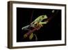 Agalychnis Callidryas (Red-Eyed Treefrog)-Paul Starosta-Framed Photographic Print