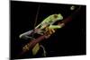 Agalychnis Callidryas (Red-Eyed Treefrog)-Paul Starosta-Mounted Photographic Print