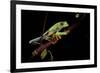 Agalychnis Callidryas (Red-Eyed Treefrog)-Paul Starosta-Framed Photographic Print