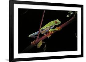 Agalychnis Callidryas (Red-Eyed Treefrog)-Paul Starosta-Framed Photographic Print