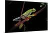 Agalychnis Callidryas (Red-Eyed Treefrog)-Paul Starosta-Mounted Photographic Print