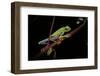 Agalychnis Callidryas (Red-Eyed Treefrog)-Paul Starosta-Framed Photographic Print