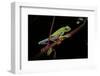 Agalychnis Callidryas (Red-Eyed Treefrog)-Paul Starosta-Framed Photographic Print