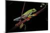 Agalychnis Callidryas (Red-Eyed Treefrog)-Paul Starosta-Mounted Photographic Print
