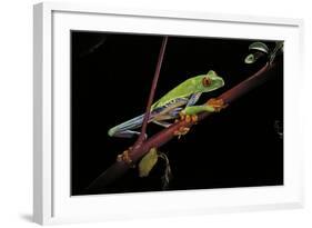 Agalychnis Callidryas (Red-Eyed Treefrog)-Paul Starosta-Framed Photographic Print