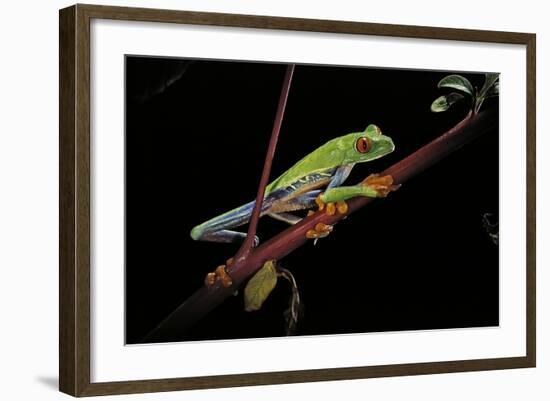 Agalychnis Callidryas (Red-Eyed Treefrog)-Paul Starosta-Framed Photographic Print