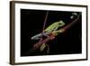 Agalychnis Callidryas (Red-Eyed Treefrog)-Paul Starosta-Framed Photographic Print