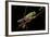 Agalychnis Callidryas (Red-Eyed Treefrog)-Paul Starosta-Framed Photographic Print