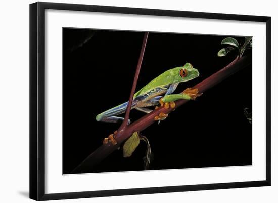 Agalychnis Callidryas (Red-Eyed Treefrog)-Paul Starosta-Framed Photographic Print