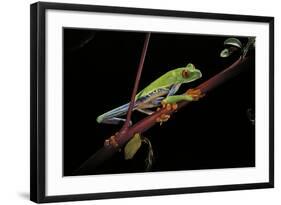 Agalychnis Callidryas (Red-Eyed Treefrog)-Paul Starosta-Framed Photographic Print