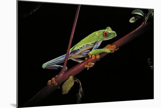 Agalychnis Callidryas (Red-Eyed Treefrog)-Paul Starosta-Mounted Photographic Print